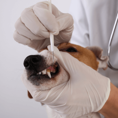 Vet examining dog's teeth
