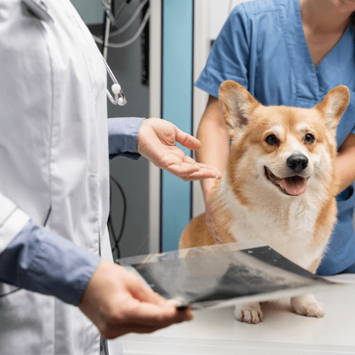Vets examining dog's X-ray