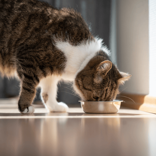 Cat having food