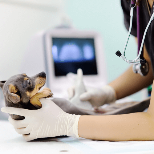 Vet doing ultrasound of dog