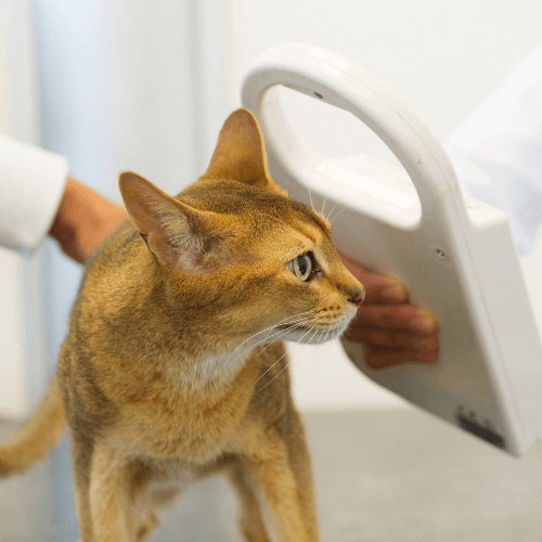 Vet examining microchip implantation of cat