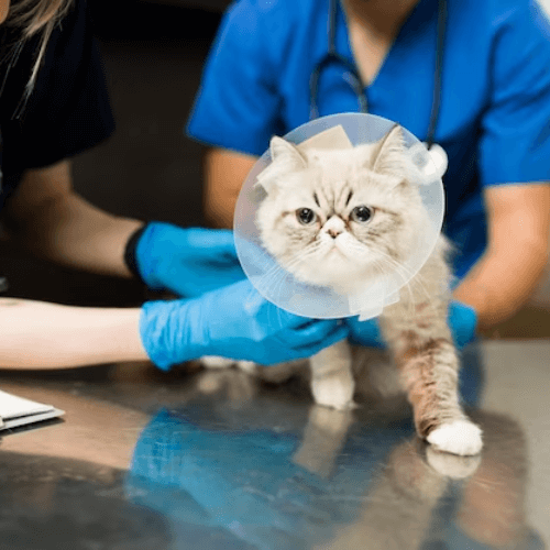 Cat being examined by vets
