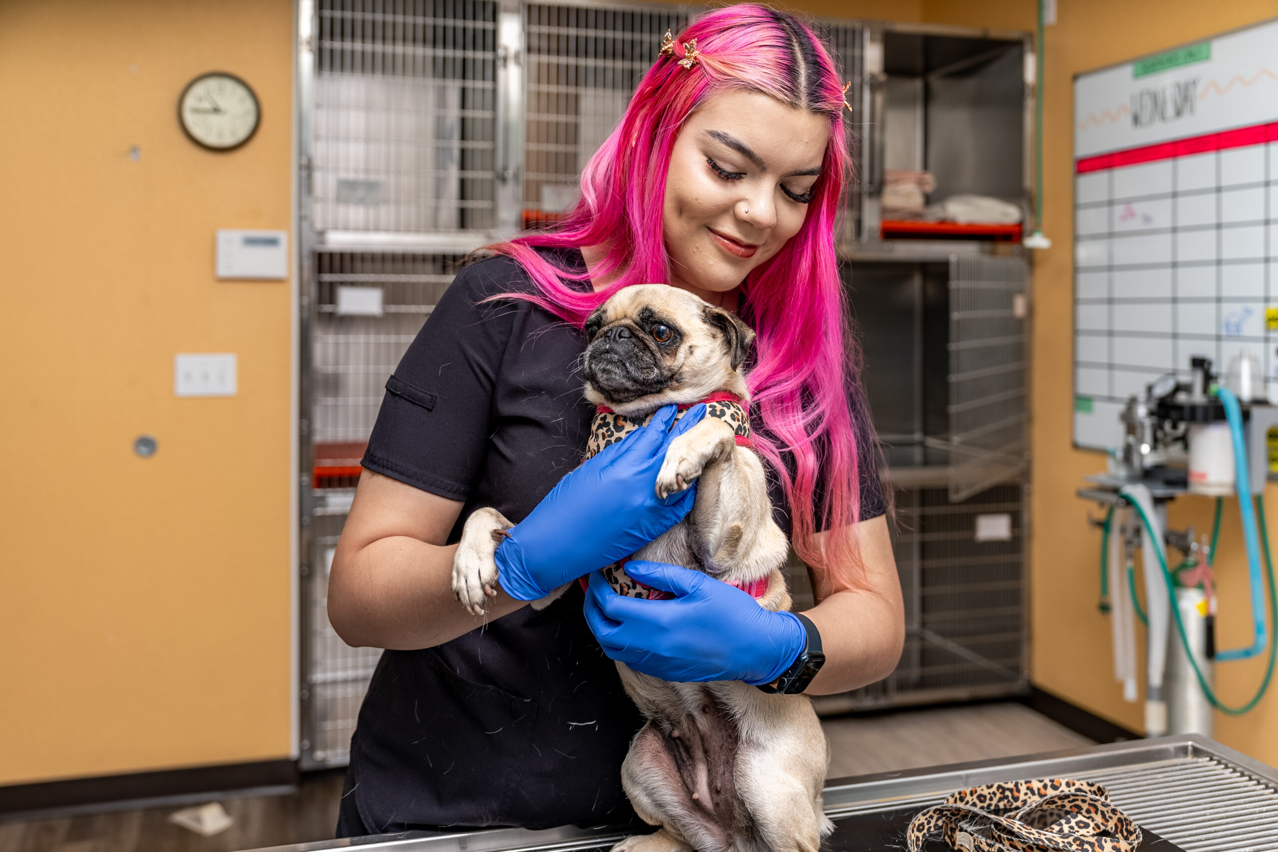 Vet examining dog